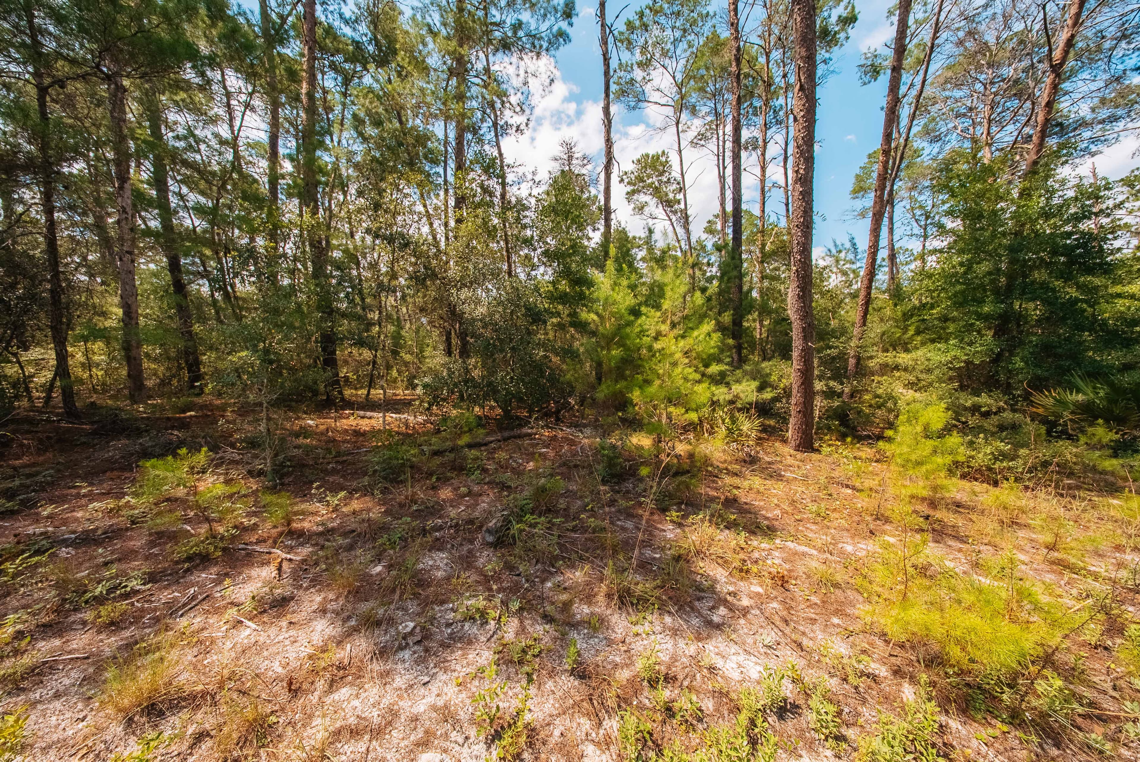 0.23 Acre Build-Ready Lot in Satsuma, Putnam County — property view 11