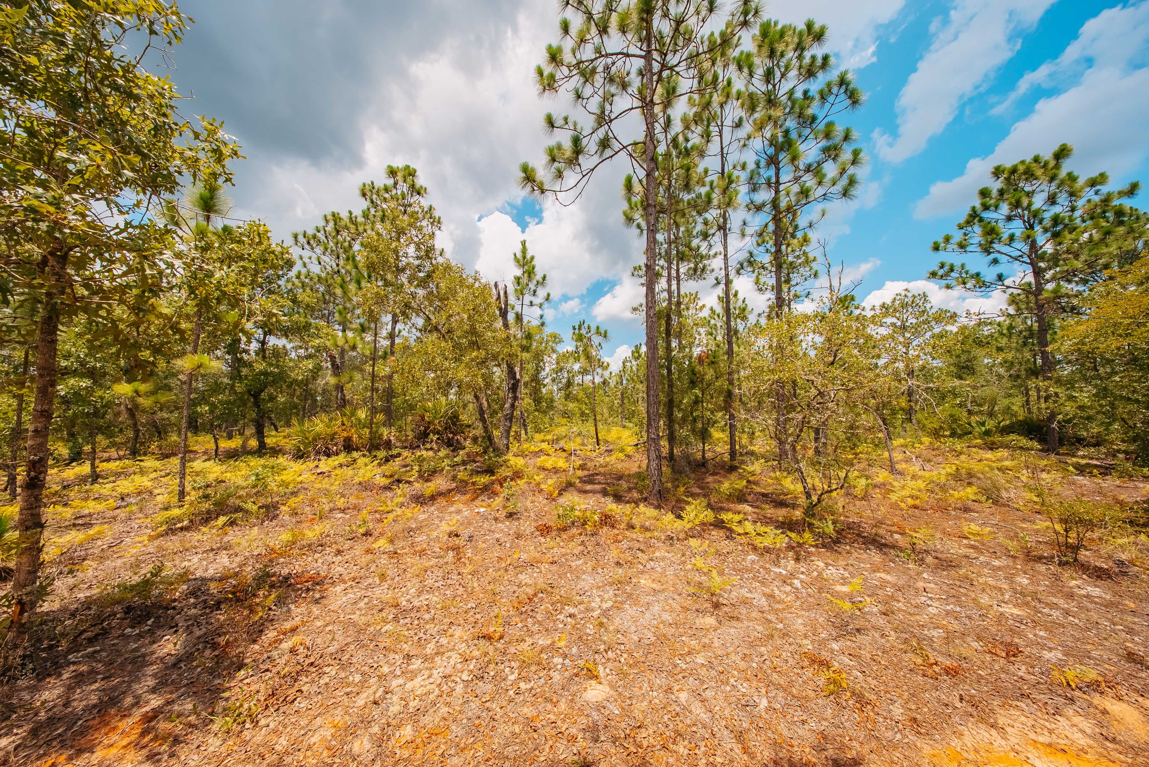 0.20 Acre Build-Ready Lot in West Lake Estates — property view 8