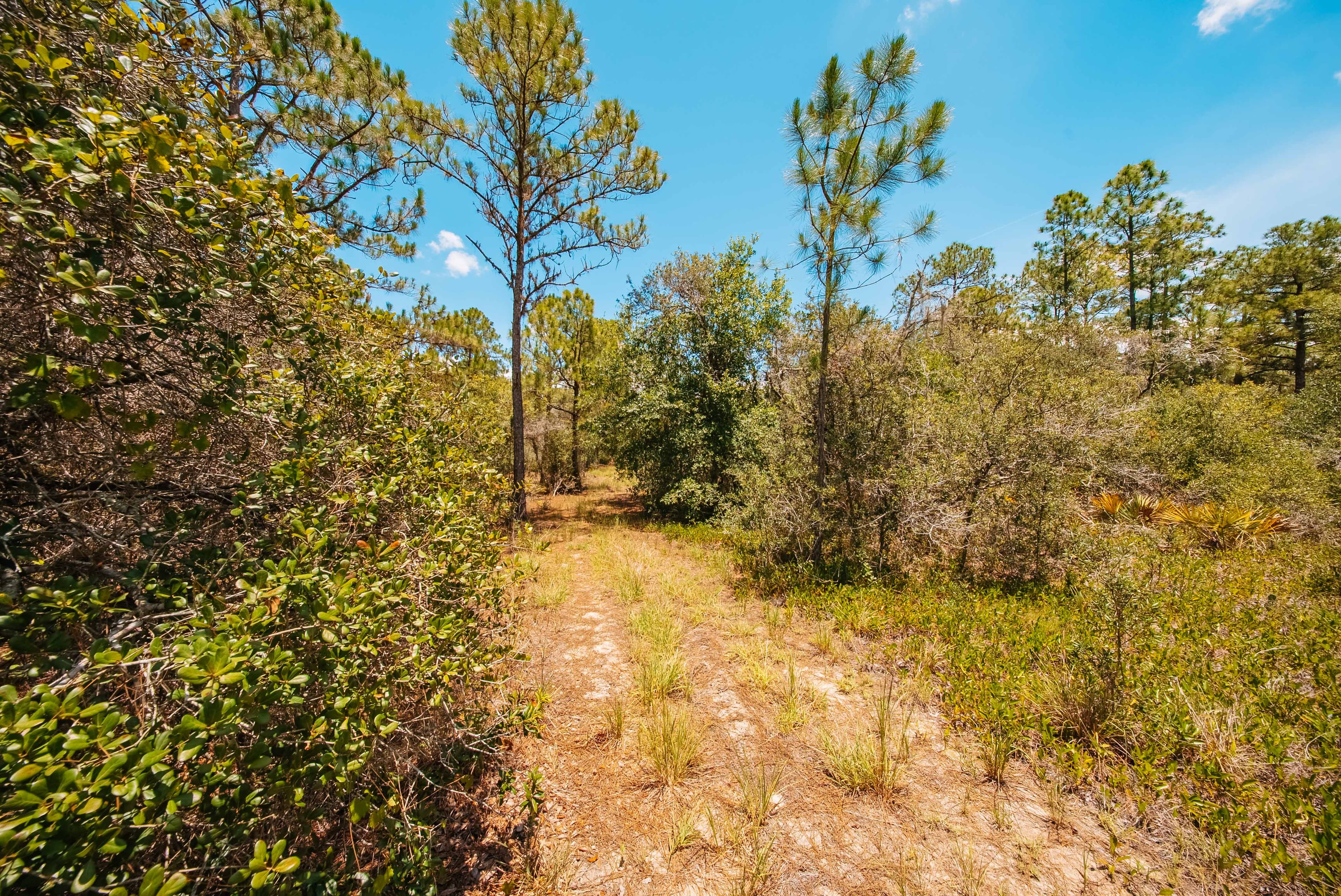 Premium 0.23-Acre High-Elevation Lot in Sun 'N Lakes, Lake Placid — property view 6