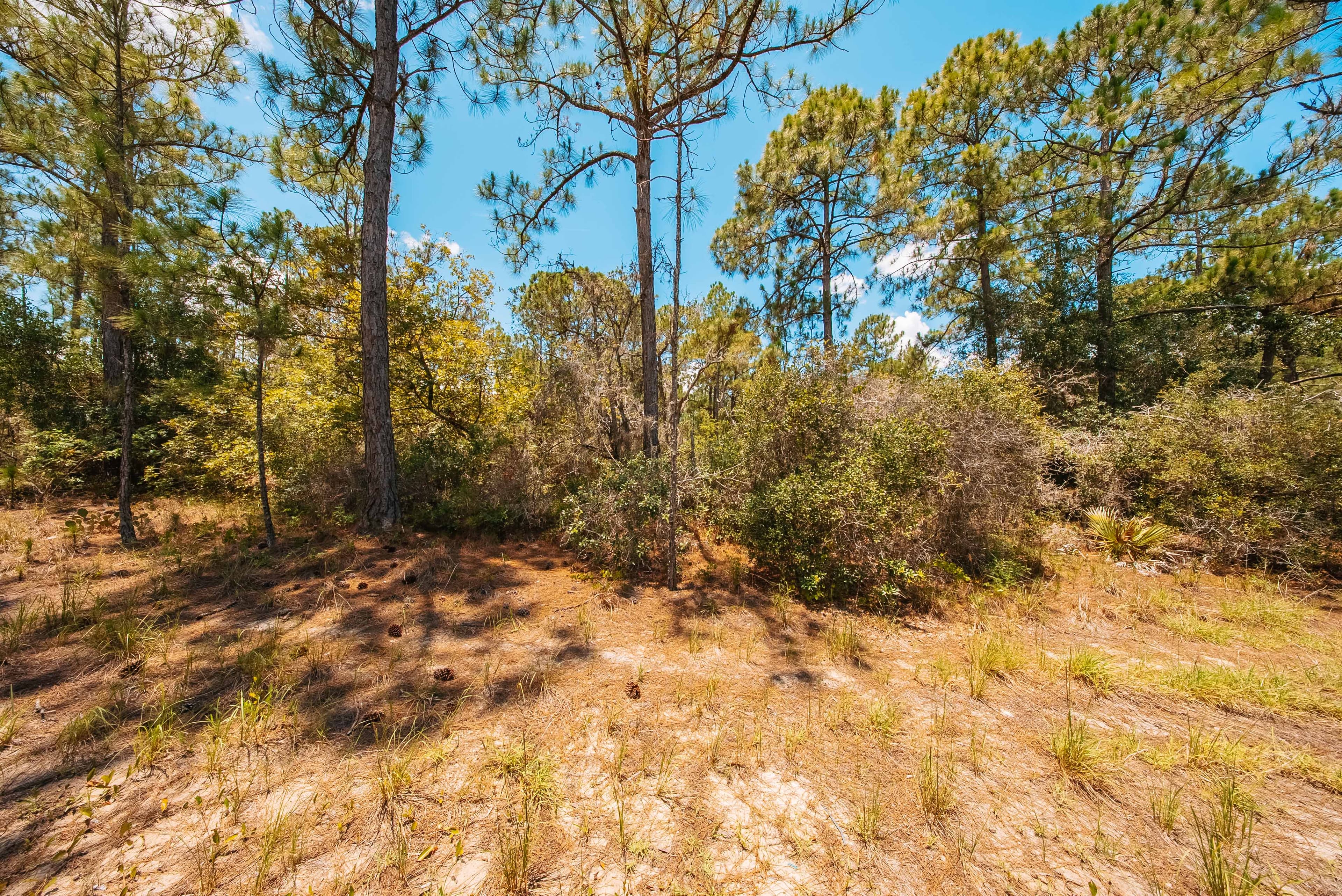 Premium 0.23-Acre High-Elevation Lot in Sun 'N Lakes, Lake Placid — property view 9