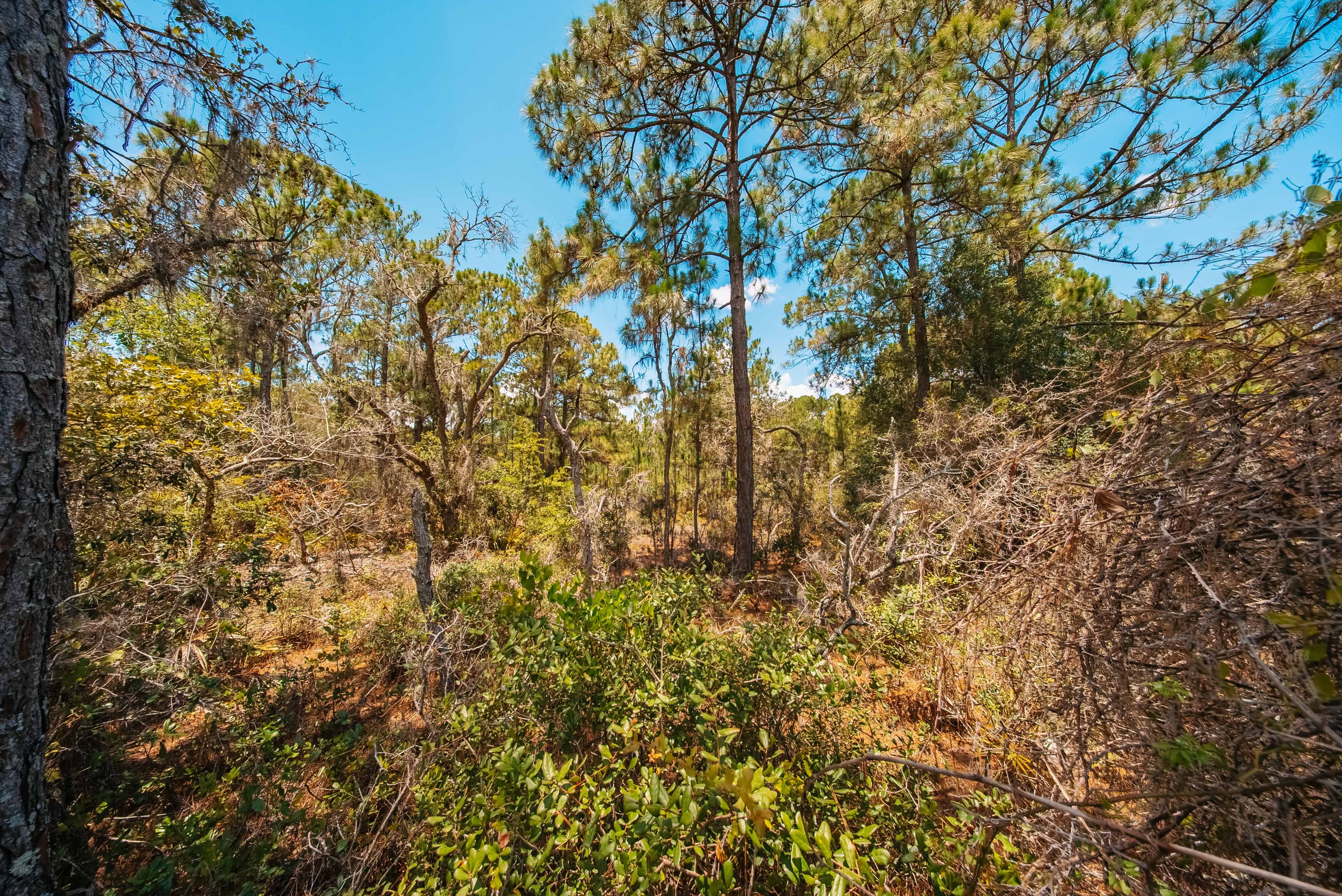 Premium 0.23-Acre High-Elevation Lot in Sun 'N Lakes, Lake Placid — property view 5