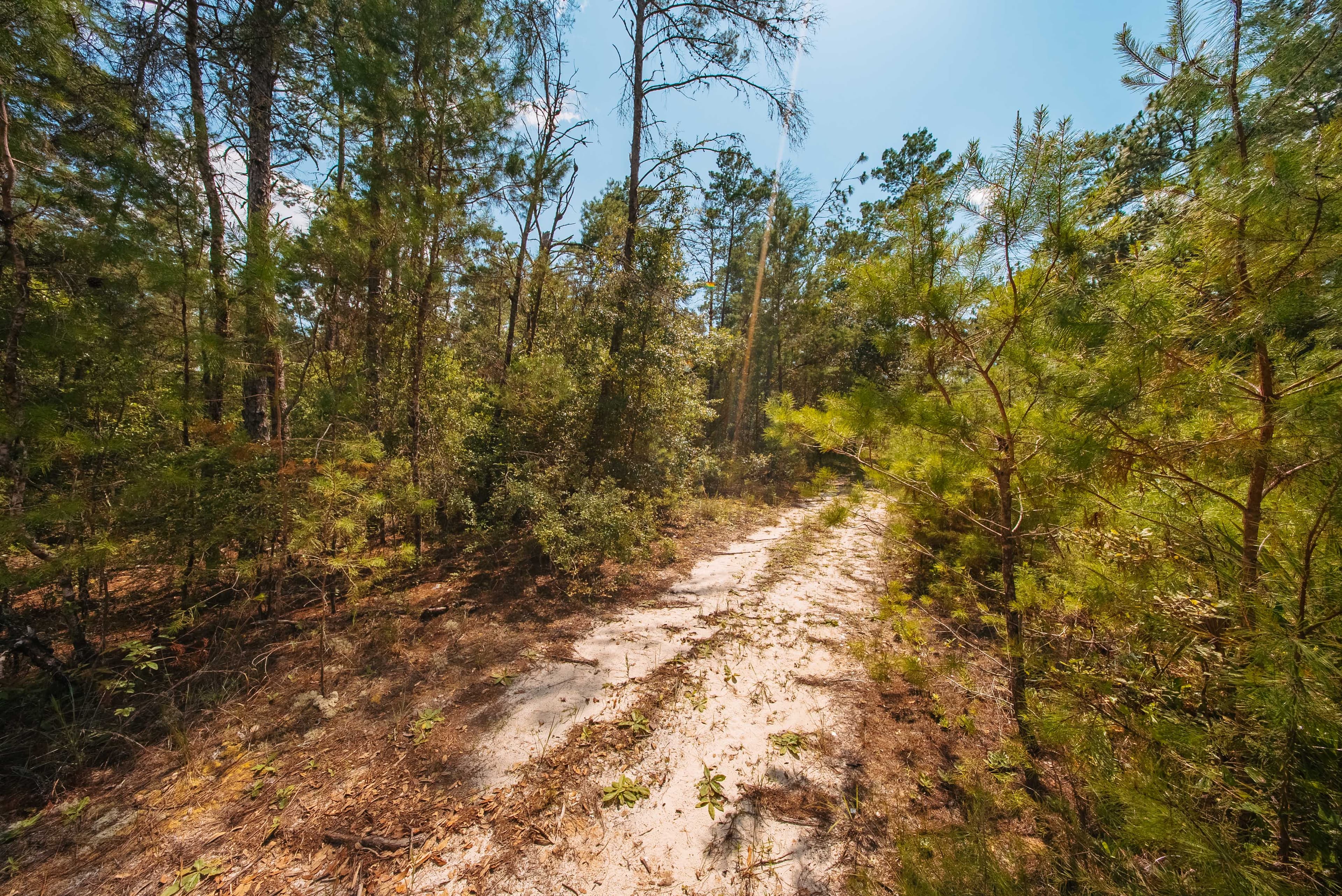 0.23 Acre Build-Ready Lot in Satsuma, Putnam County — property view 8
