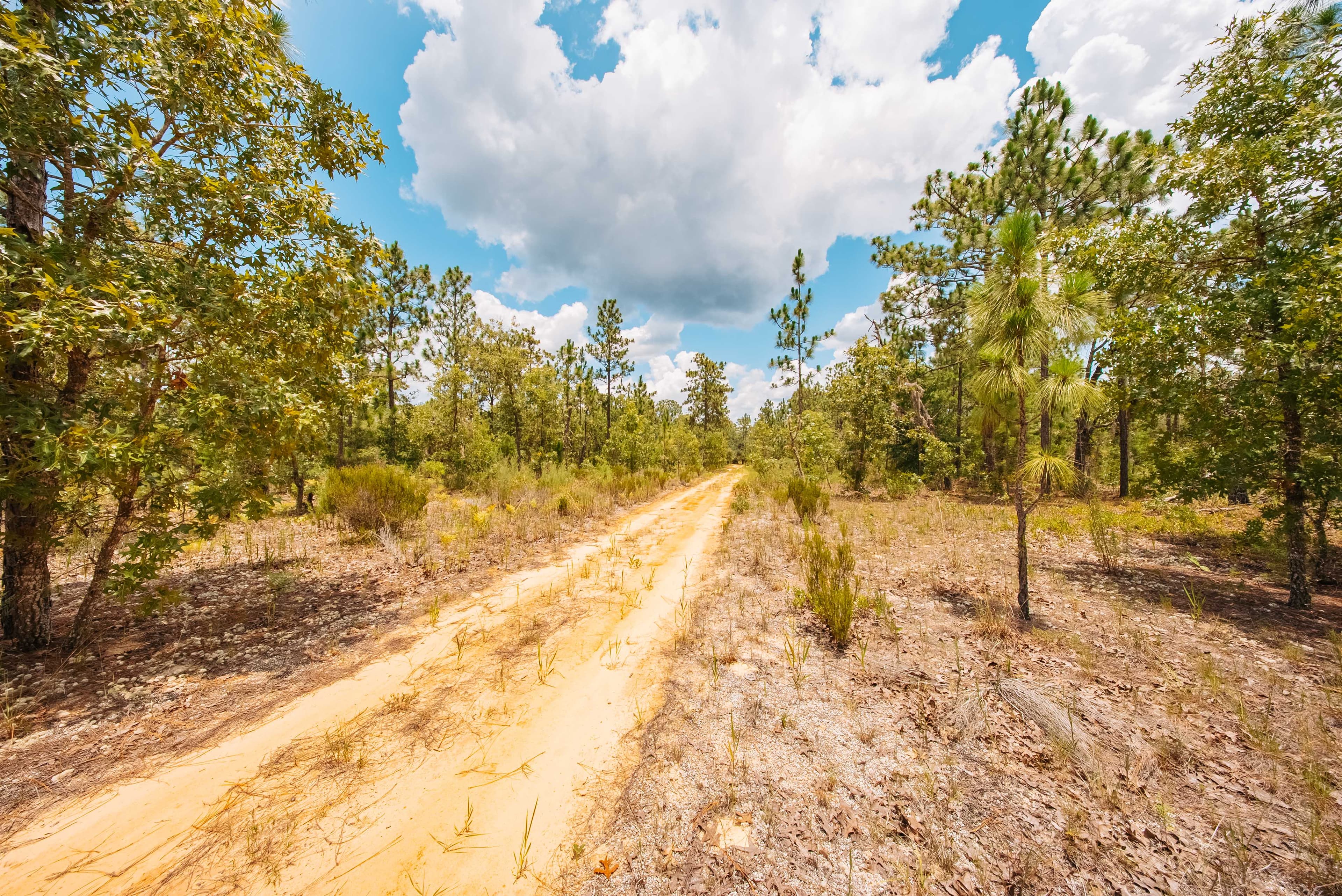 0.20 Acre Build-Ready Lot in Cooper Lake Estates, Interlachen — property view 10