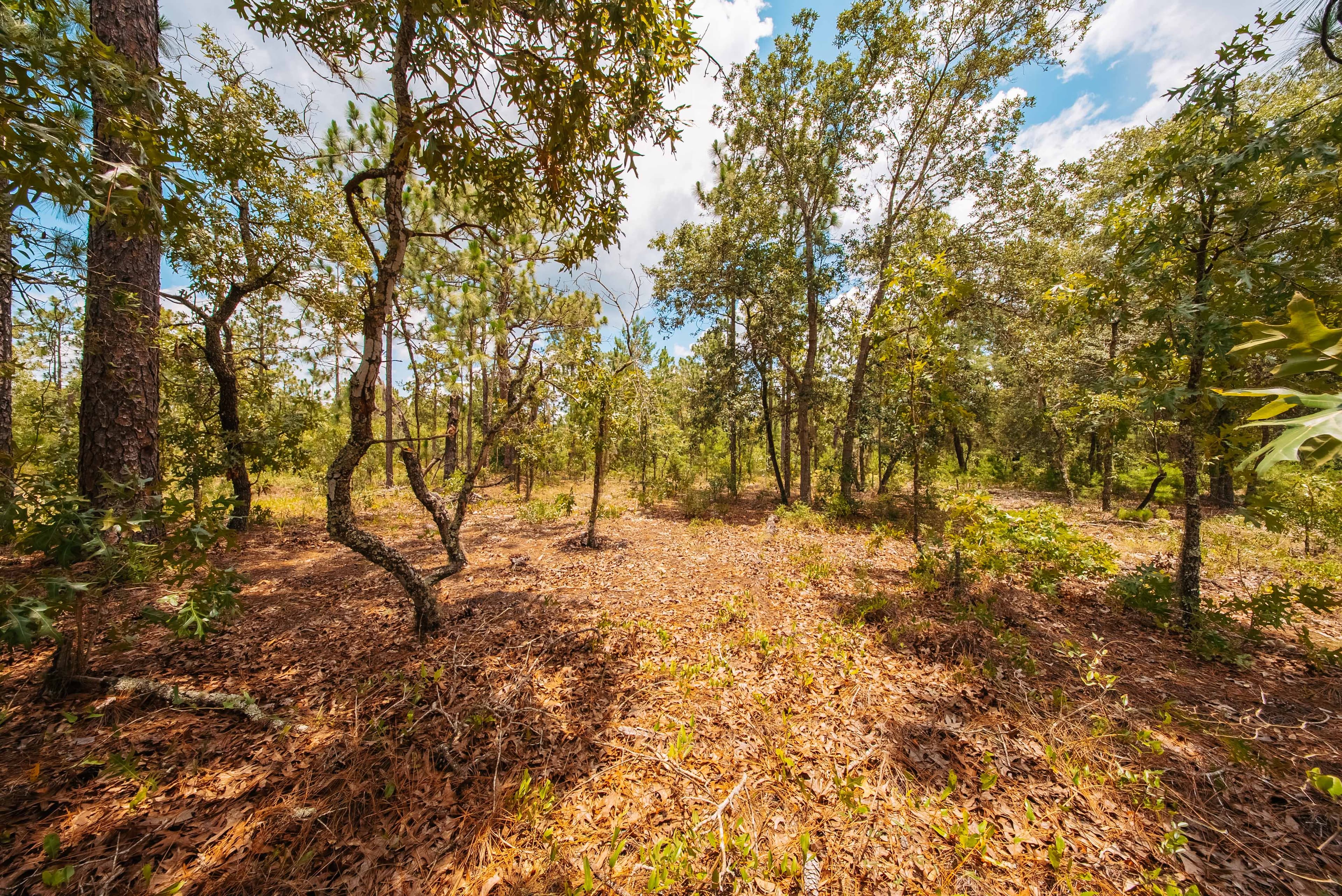 0.20 Acre Build-Ready Lot in Cooper Lake Estates, Interlachen — property view 8