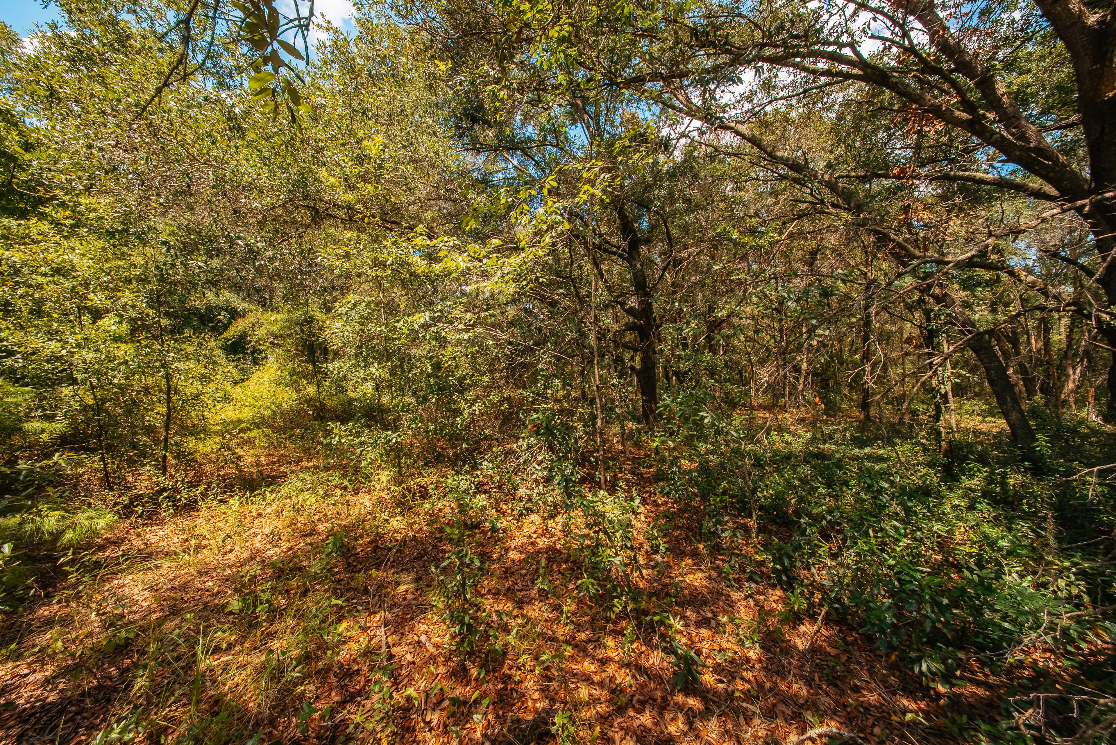 0.215 Acre Build-Ready Lot in Interlachen Lakes Estates — property view 14