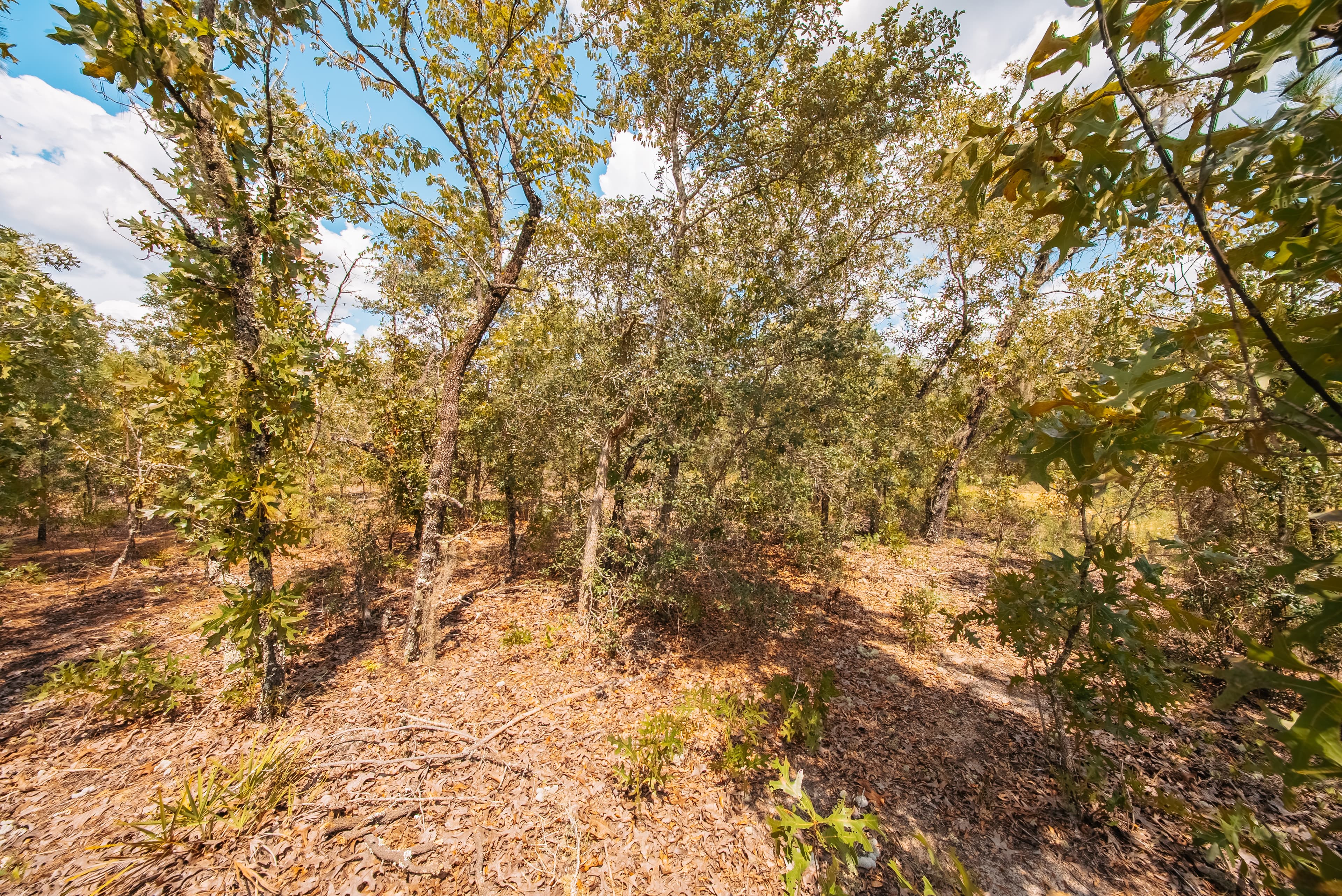 0.20 Acre Build-Ready Lot in Paradise View Estates — property view 11