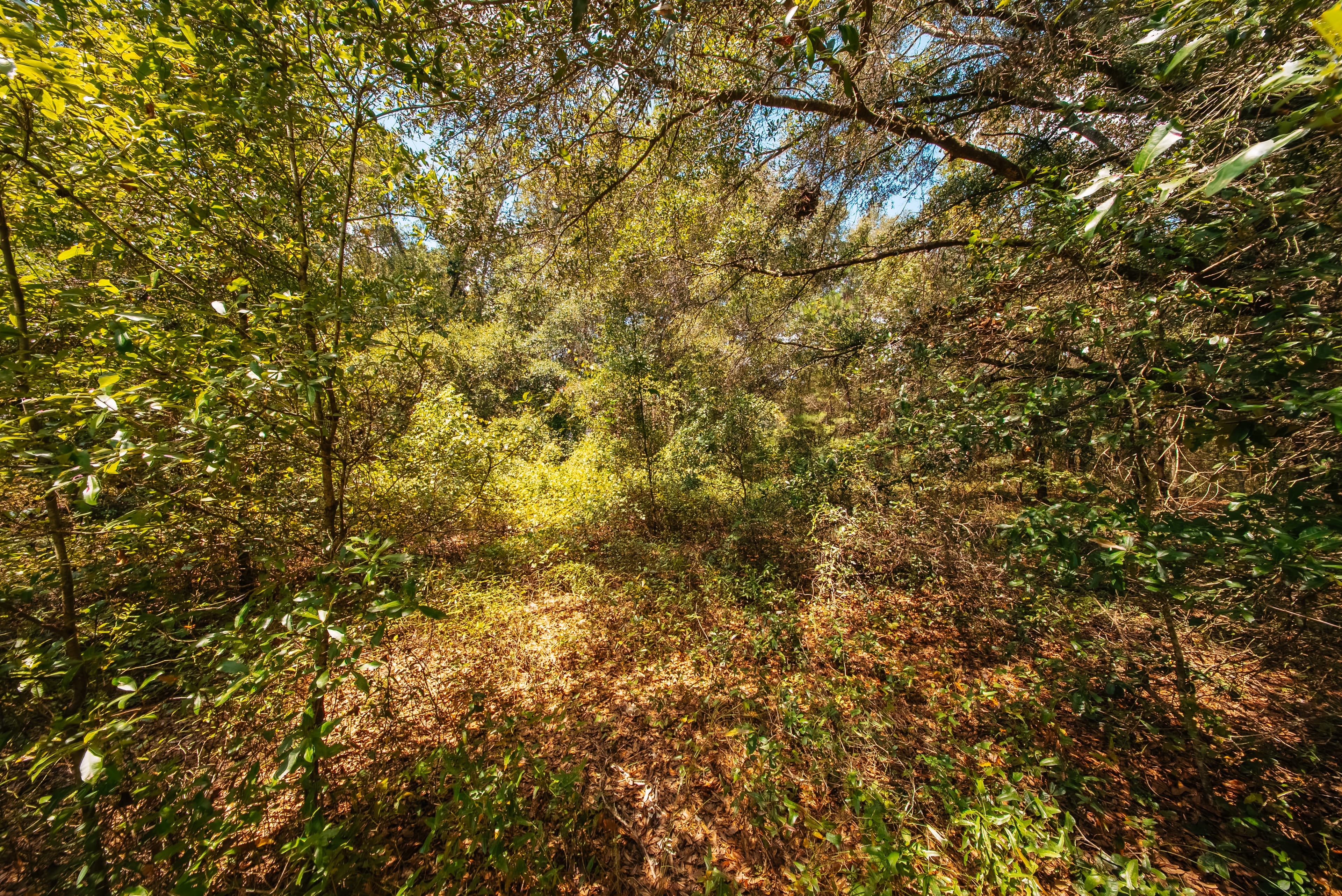0.22 acre residential zoned land for sale in Putnam County, FL — photo 3