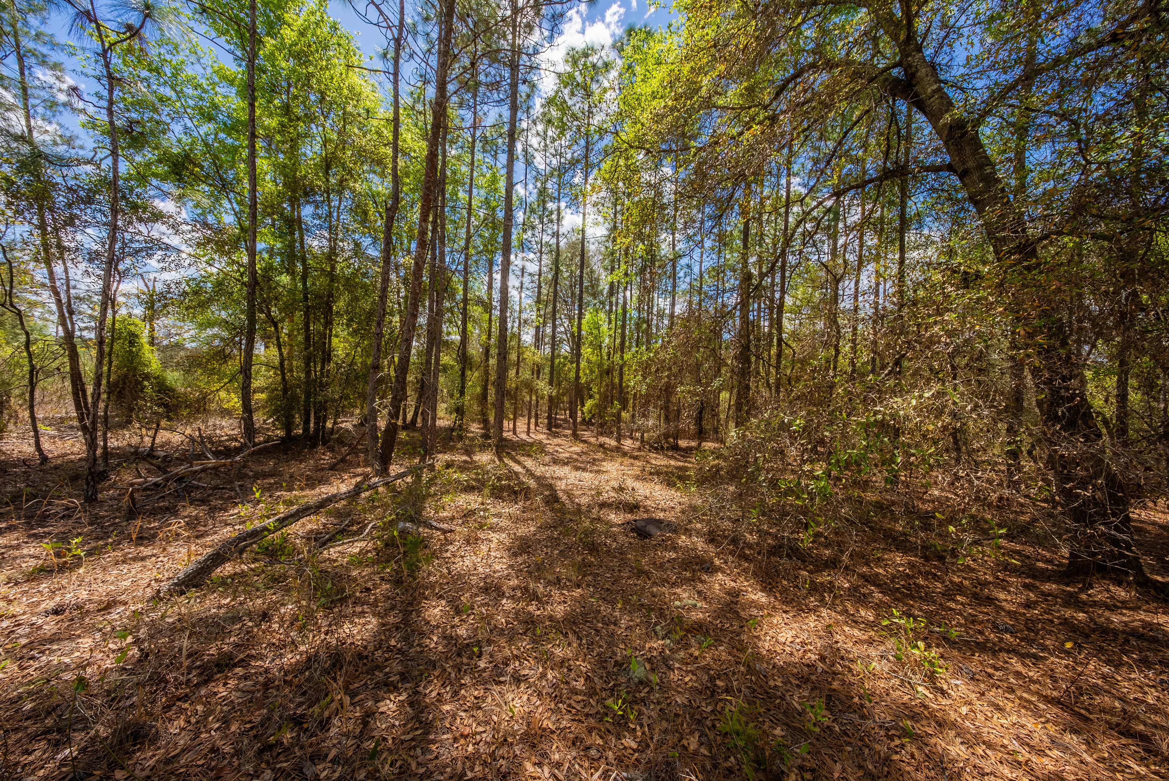 High-Ground Hawthorne: 0.3 Acres of Freedom — property view 12