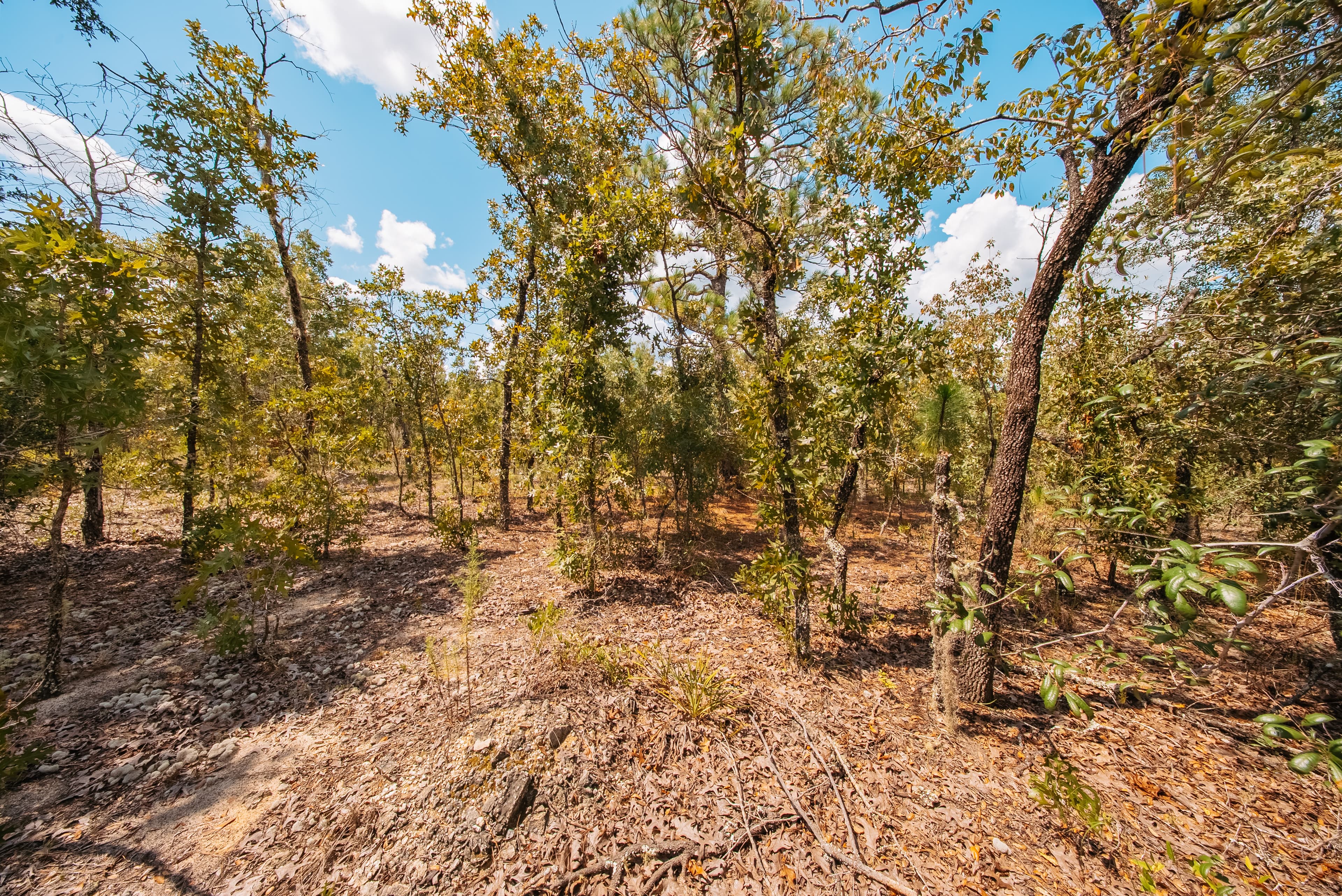 0.20 Acre Build-Ready Lot in Paradise View Estates — property view 10
