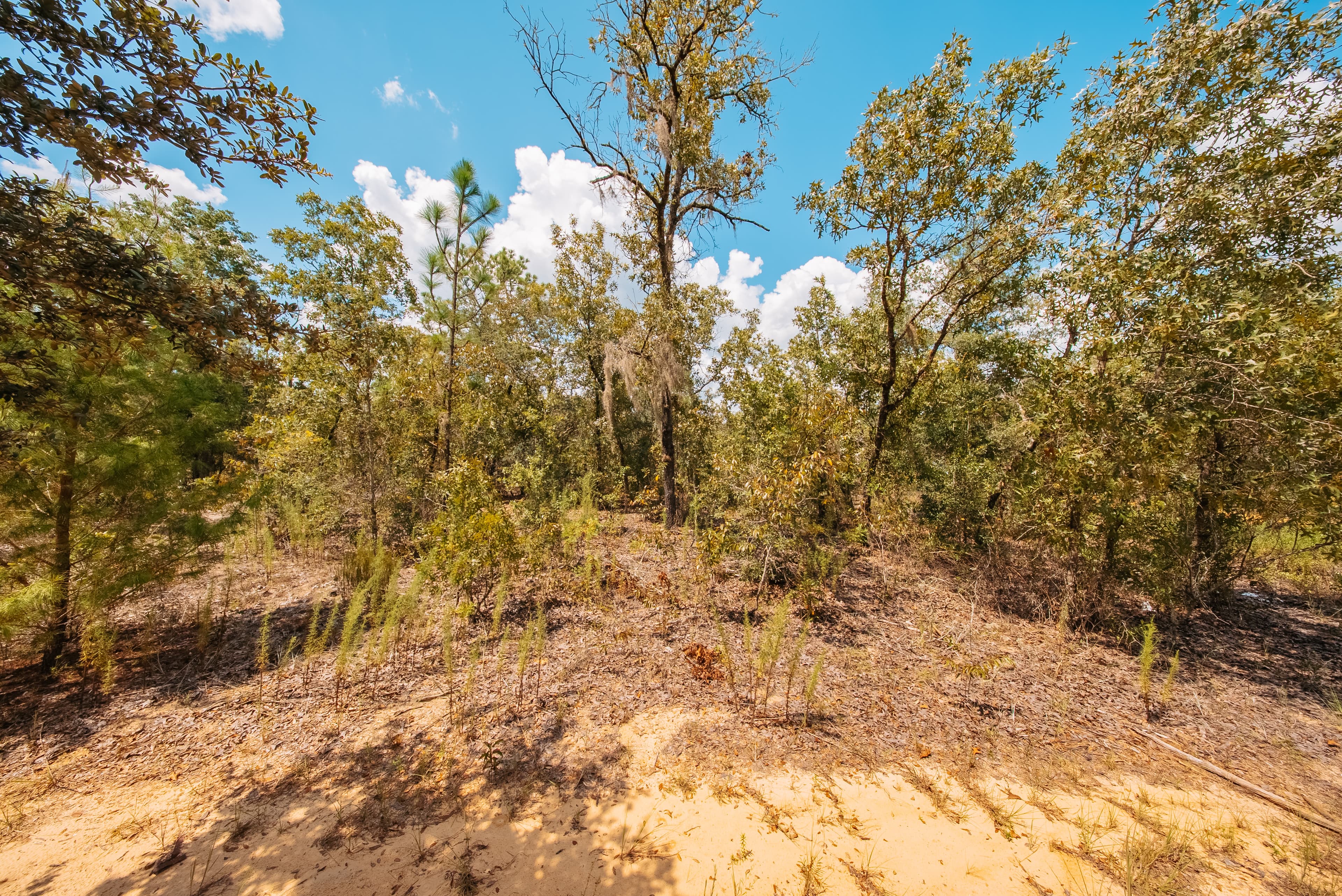 0.20 Acre Build-Ready Lot in Paradise View Estates — property view 8