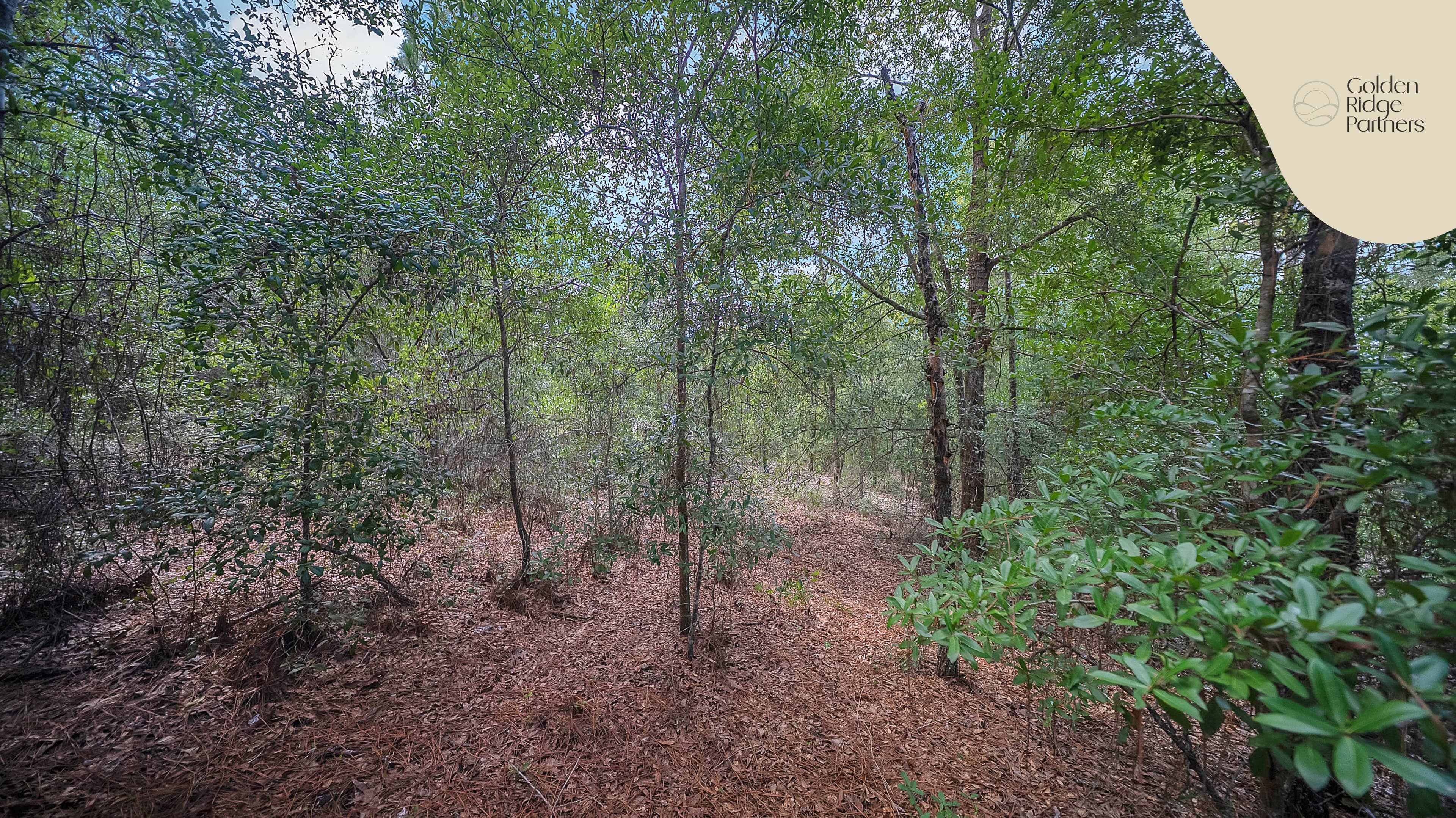 0.2 acre residential zoned land for sale in Putnam County, FL — photo 4