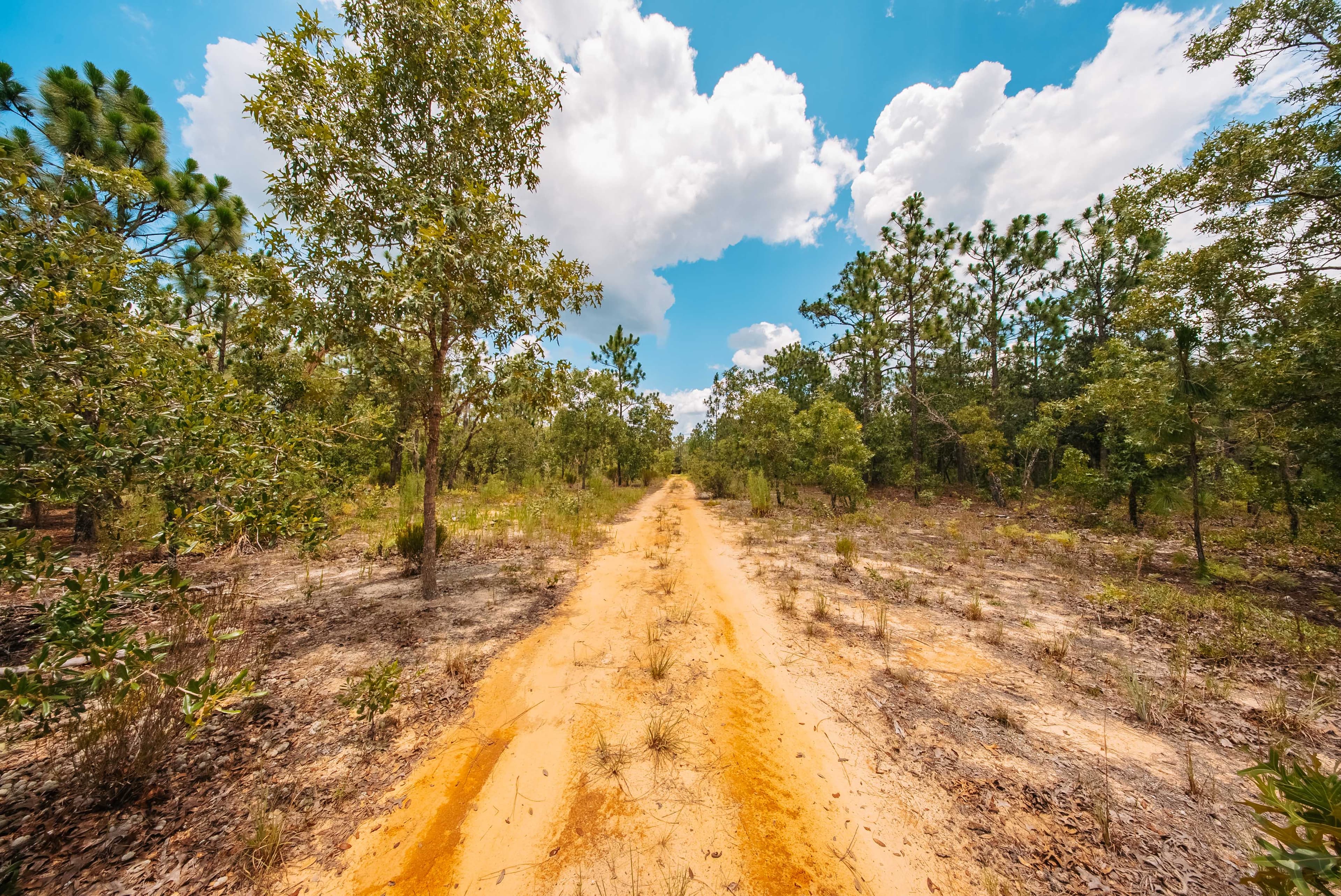 0.20 Acre Build-Ready Lot in Cooper Lake Estates, Interlachen — property view 5