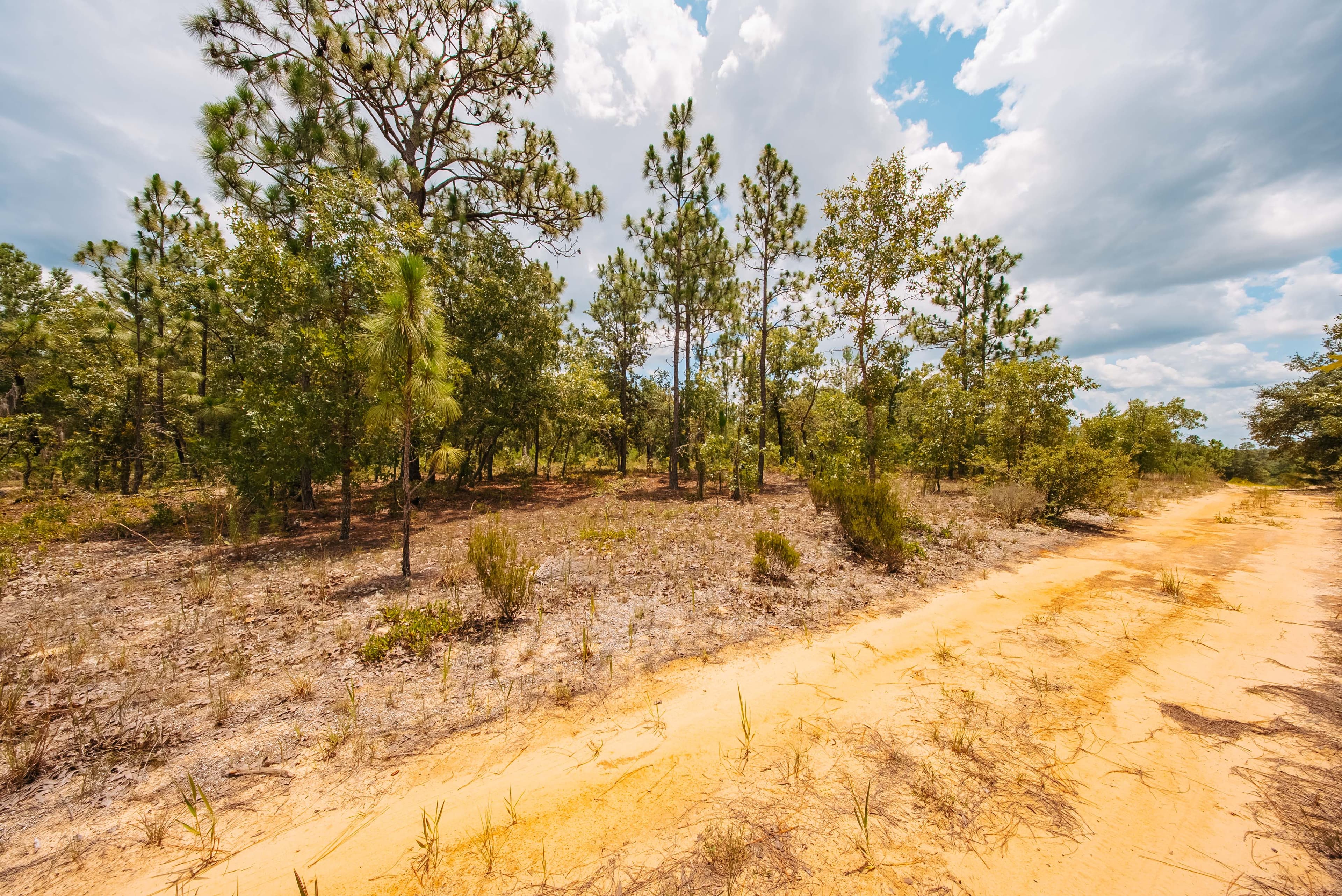 0.20 Acre Build-Ready Lot in Cooper Lake Estates, Interlachen — property view 12
