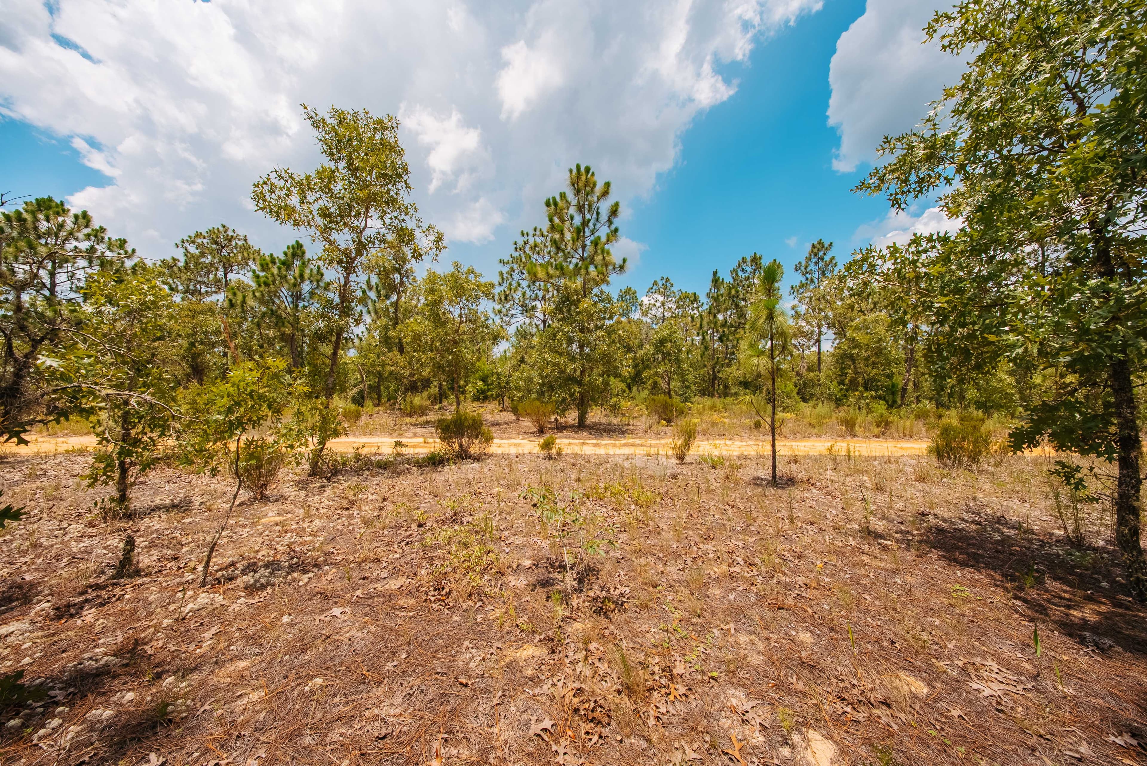 0.20 Acre Build-Ready Lot in Cooper Lake Estates, Interlachen — property view 9