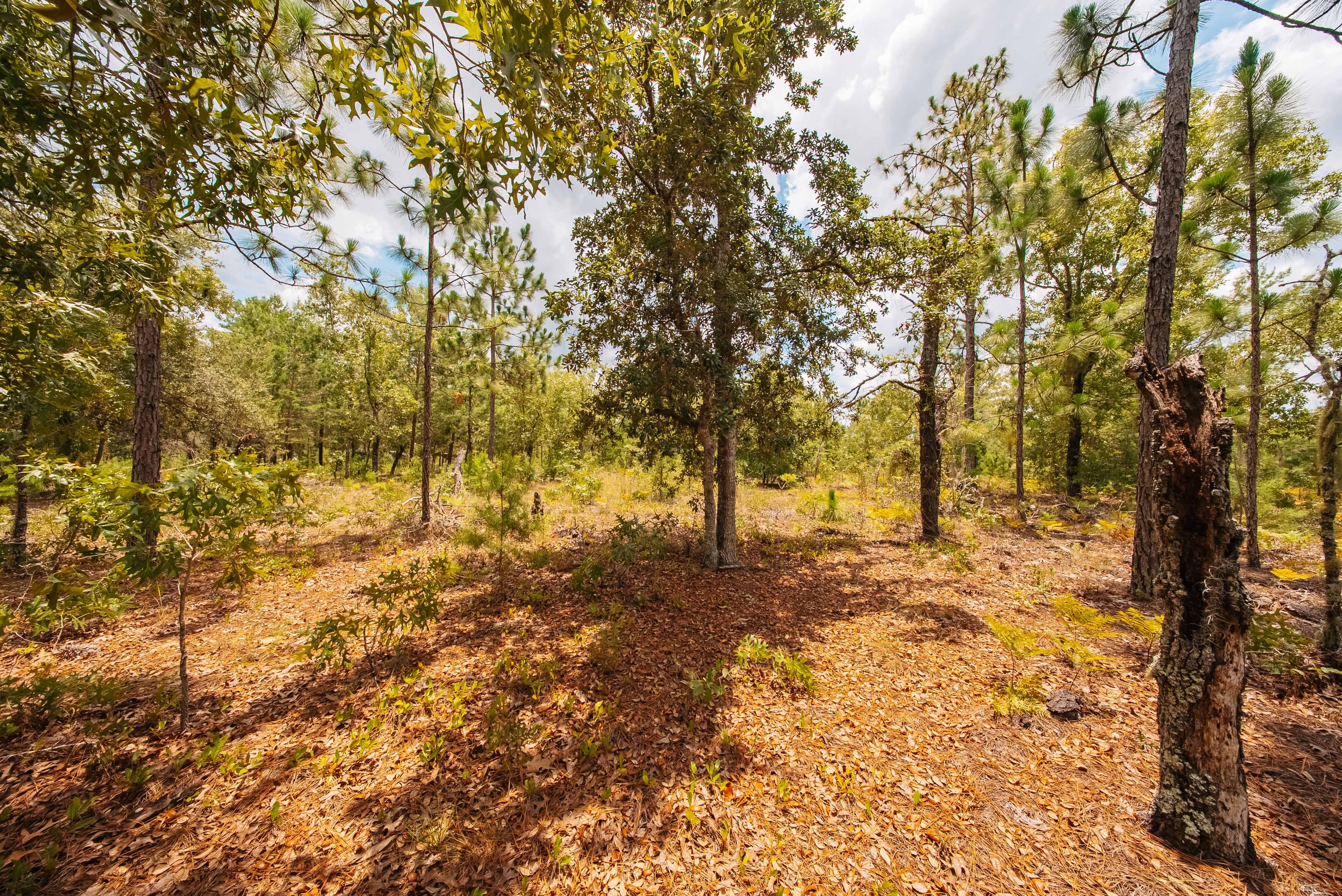 0.20 Acre Build-Ready Lot in Cooper Lake Estates, Interlachen — property view 7