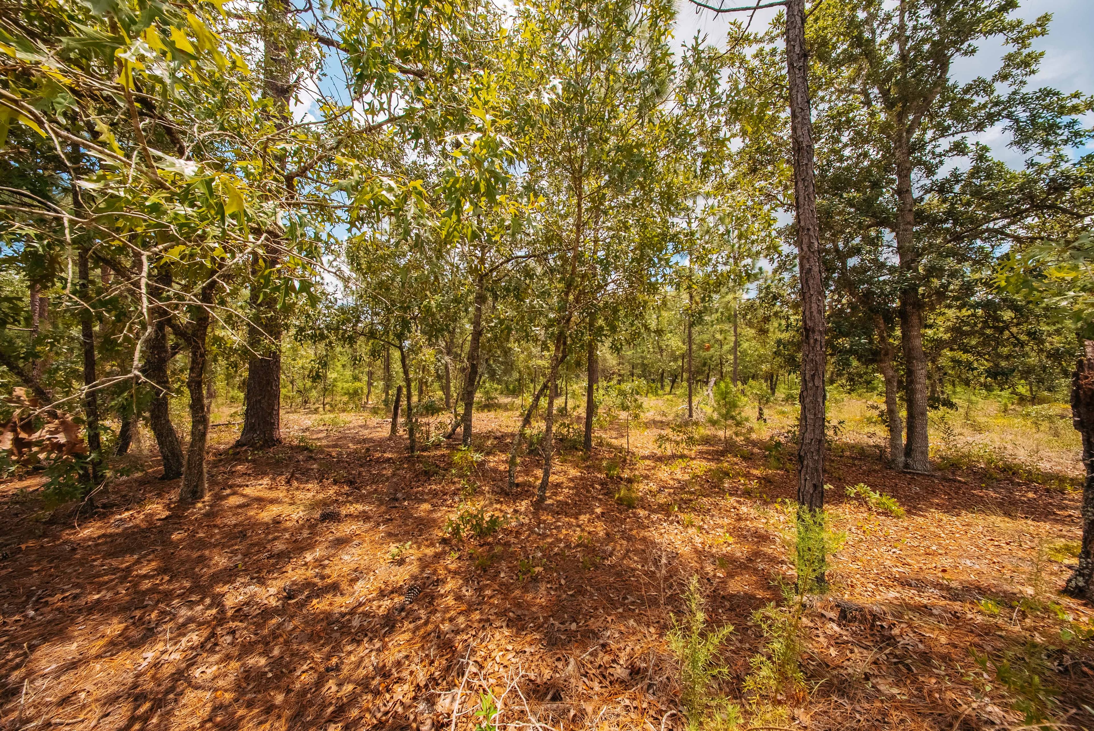 0.20 Acre Build-Ready Lot in Cooper Lake Estates, Interlachen — property view 6