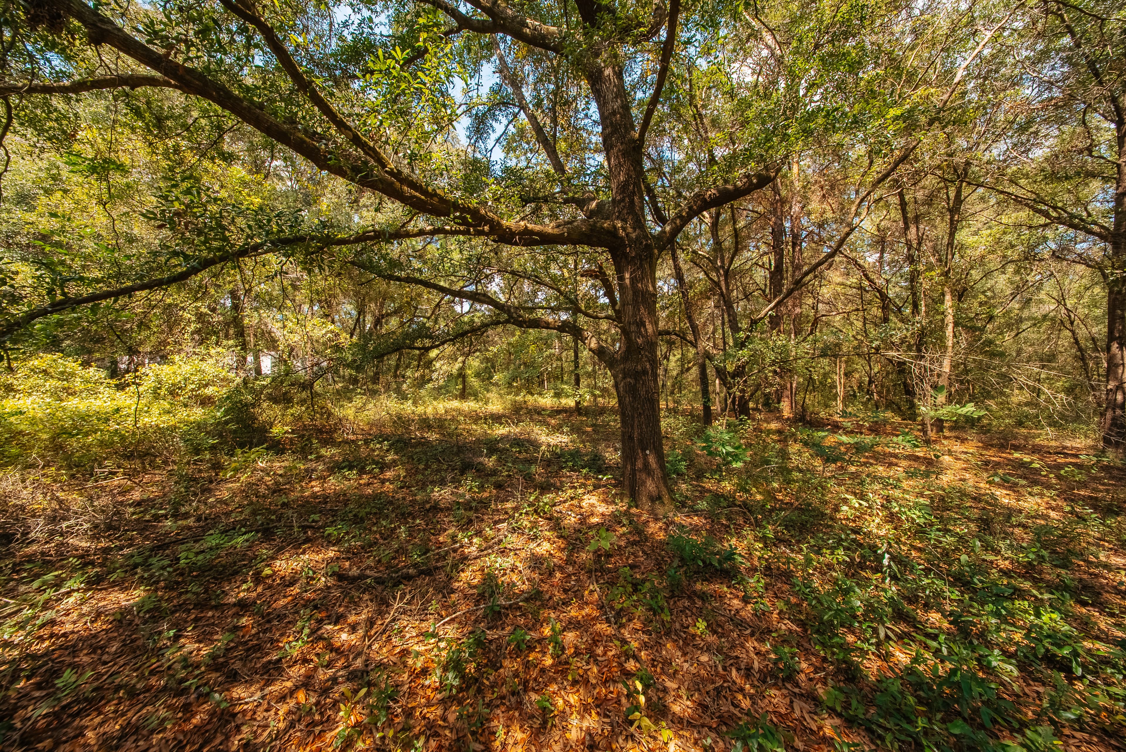 0.215 Acre Build-Ready Lot in Interlachen Lakes Estates — property view 10