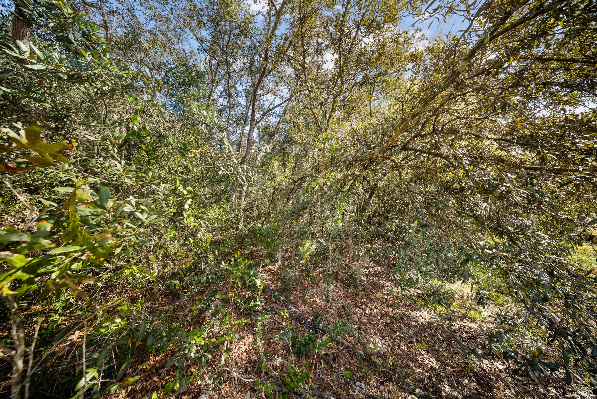 Scrub oak thicket on a vacant lot in Florida